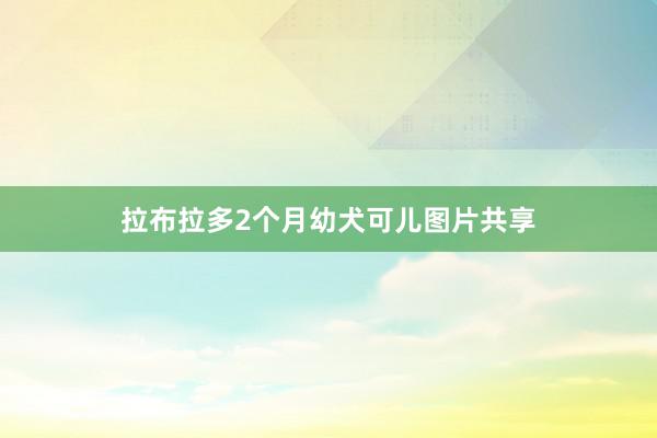 拉布拉多2个月幼犬可儿图片共享