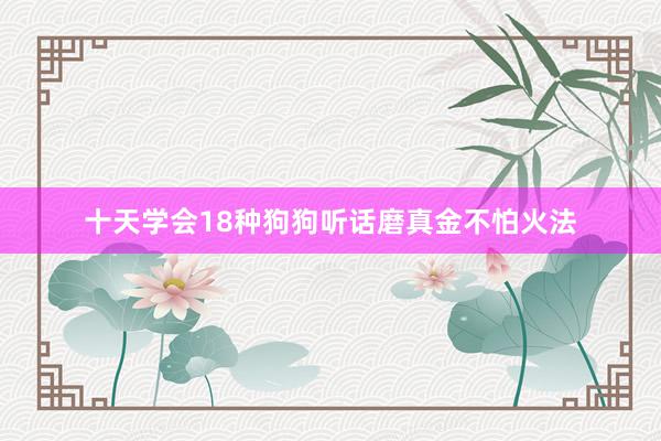 十天学会18种狗狗听话磨真金不怕火法